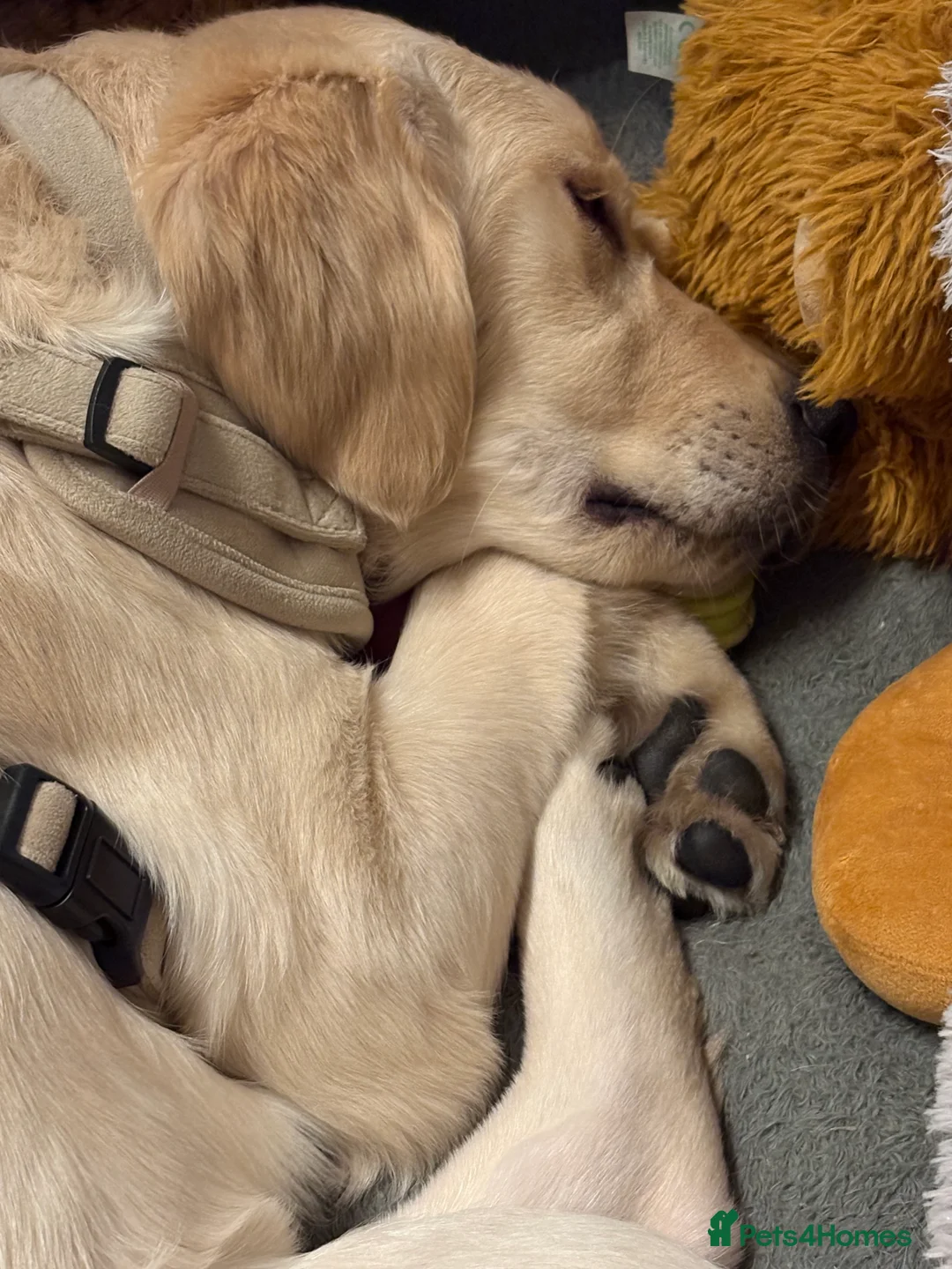 Golden Retriever dogs for sale: Golden retriever girl  - Advert 2