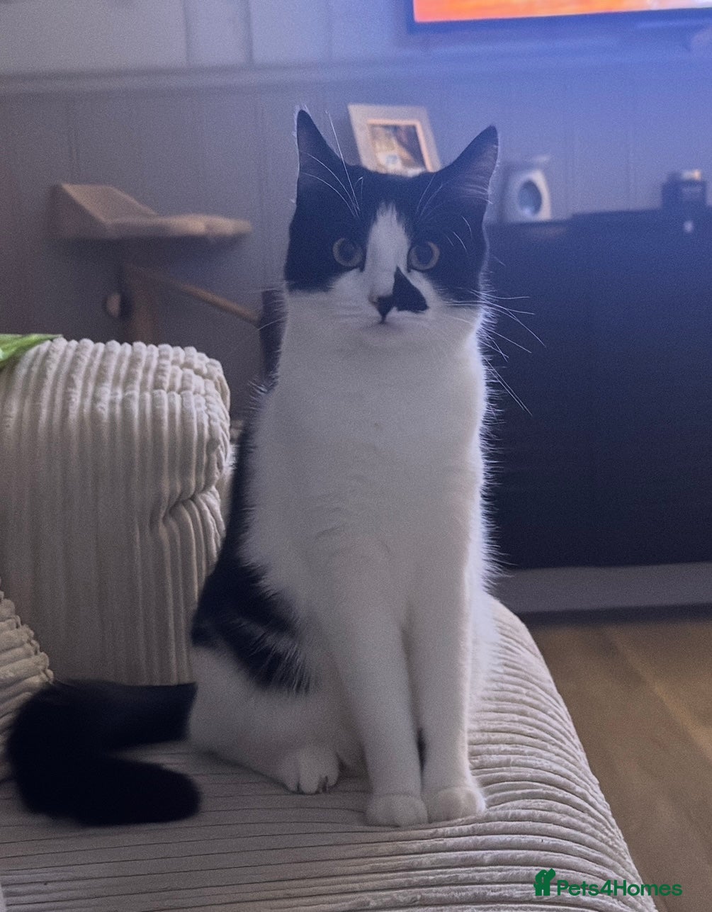 Mixed Breed cats Masiy and Milo (brother and sister)  - Advert 3