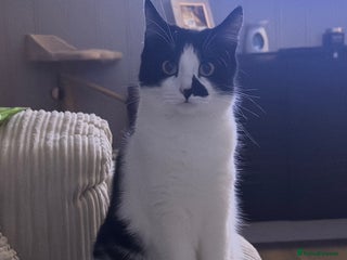 Mixed Breed cats Masiy and Milo (brother and sister) - Advert 1