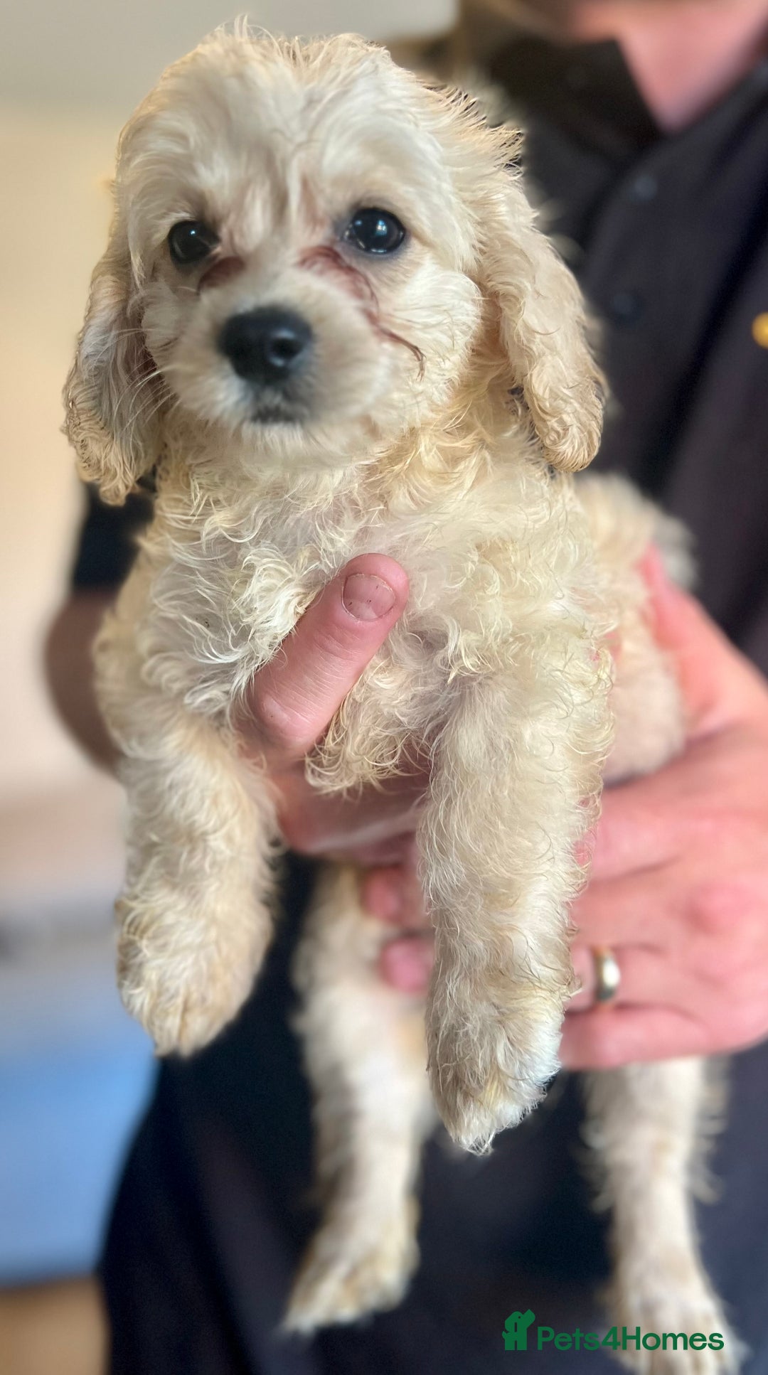 Mixed Breed dogs for sale: Adorable Maltipoo x Cockapoo puppies - Image 12