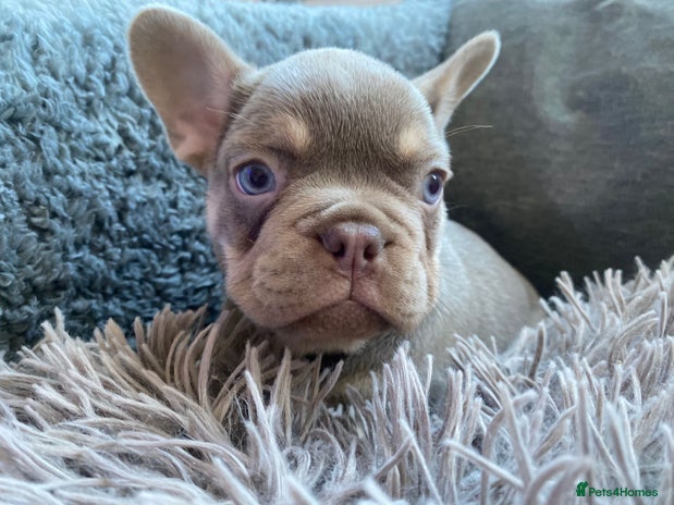 French Bulldog dogs KC Fluffy French bulldog puppies - Advert 8