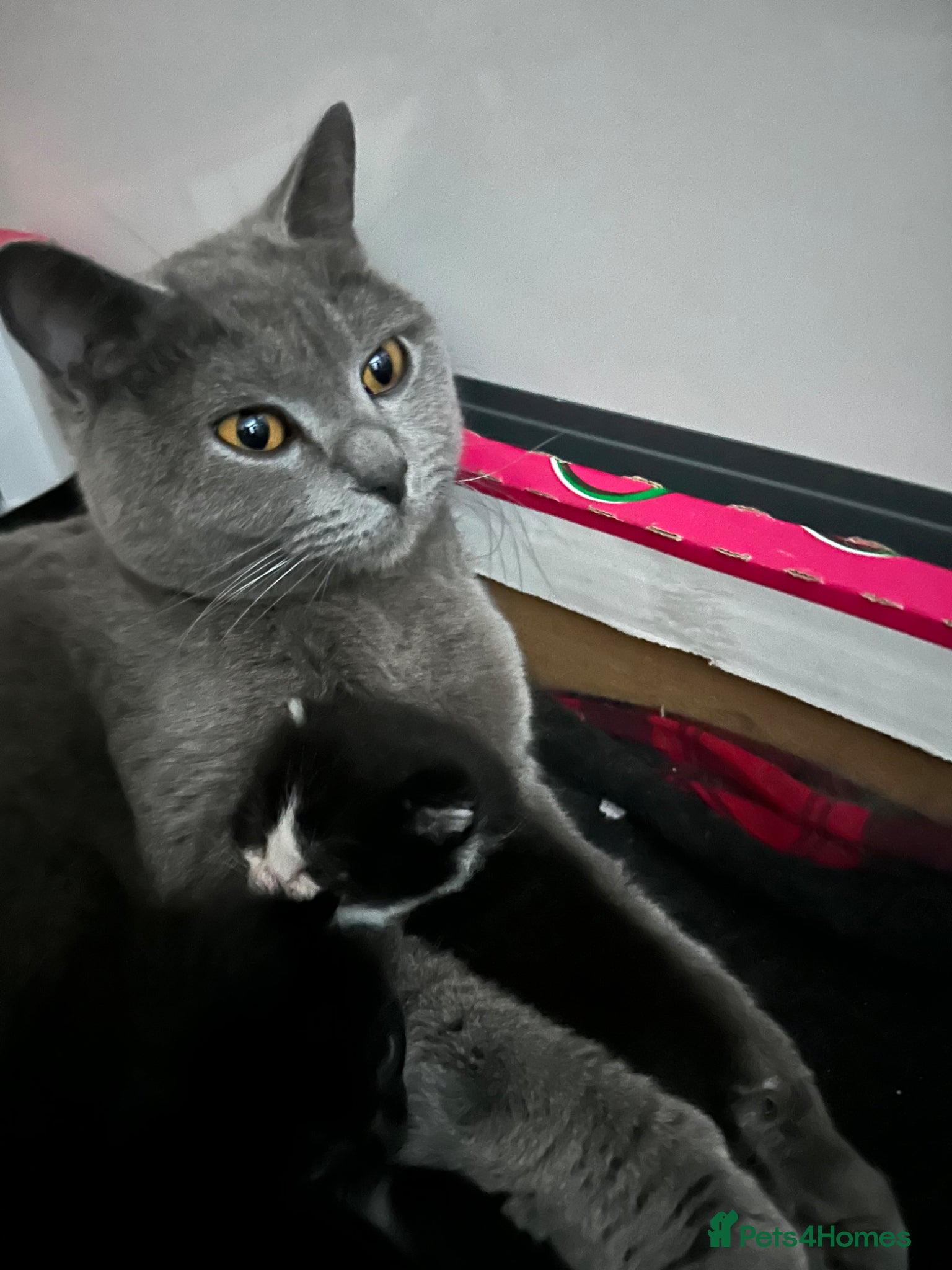 Mixed Breed cats Mixed British Shorthair Kittens - Advert 9