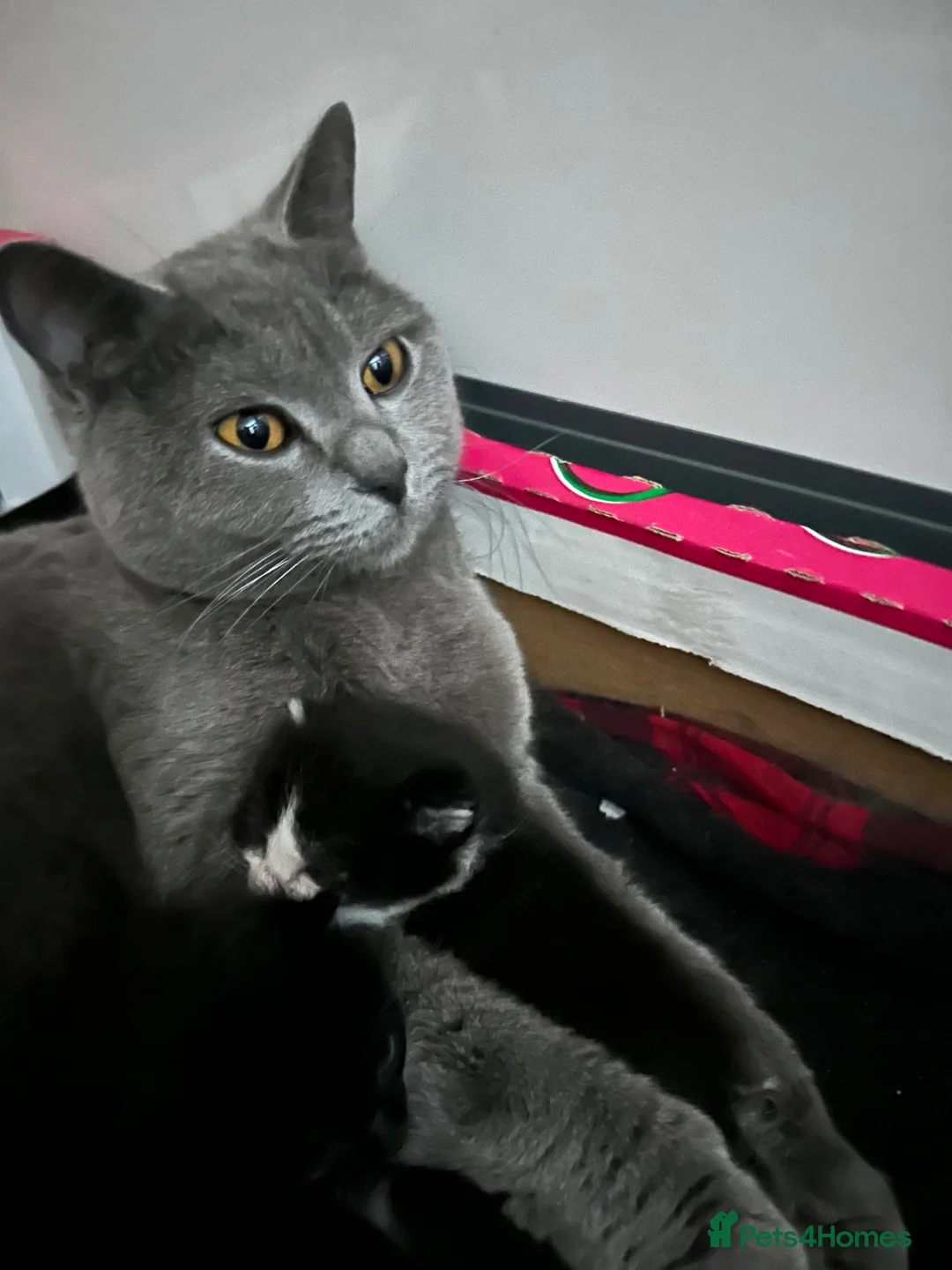 Mixed Breed cats for sale: Mixed British Shorthair Kittens in Feltham - Advert 1