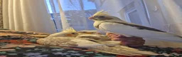 Cockatiels birds for sale: Cockateil handtame babies very pretty babies. - Advert 2