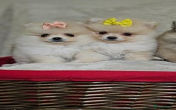 Pomeranian dogs for sale:  Pomeranian puppies ready now  - Image 6
