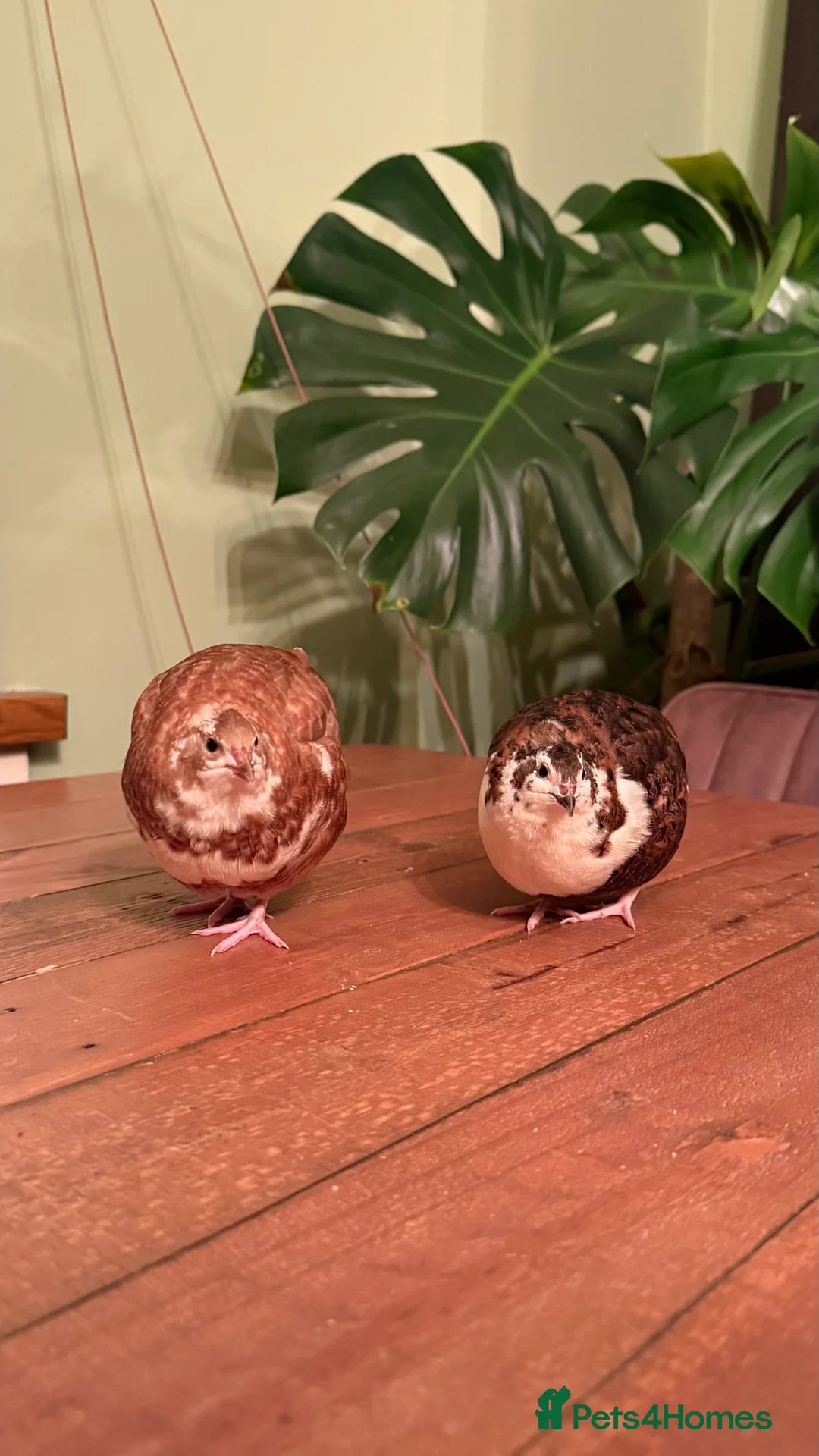 Quail poultry for sale: 🩵Celadon Coturnix quail chicks 💙 - Advert 9
