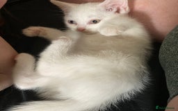 British Shorthair cats for sale: Kittens READY TO LEAVE British SH/Russian white - Image 3