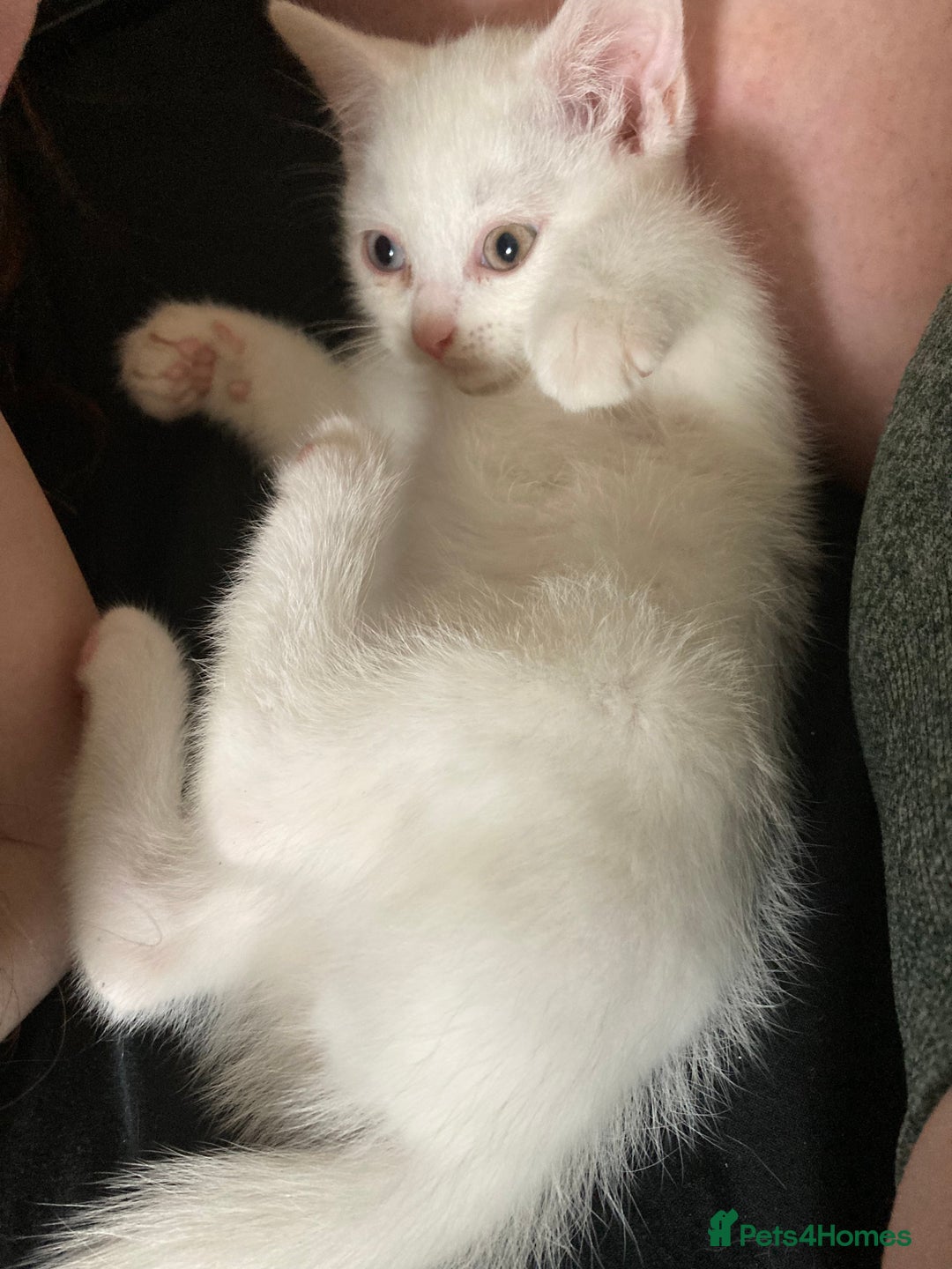 British Shorthair cats for sale: Kittens READY TO LEAVE British SH/Russian white - Image 3