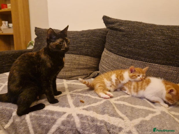 Persian cats Mix persian ginger kittens - Advert 1