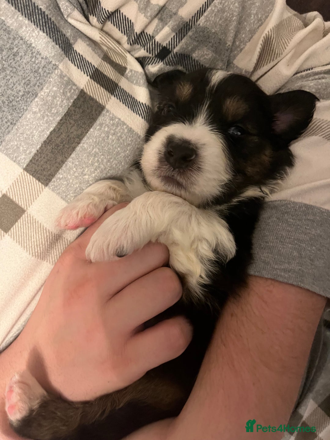 Australian Shepherd dogs for sale: Australian Shepherd litter Devon - Advert 4