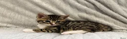 Bengal cats for sale: Bengal Kittens in West Bromwich - Advert 3
