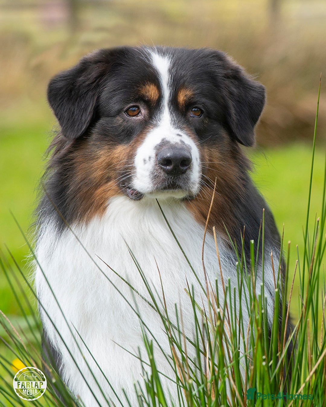 Australian Shepherd dogs for stud: SaveTheTears For Another Day with Aussiame implta  - Advert 1