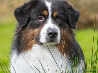 Australian Shepherd dogs SaveTheTears For Another Day with Aussiame implta - Advert 1