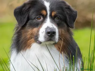 Australian Shepherd dogs KcReg Italian imp Australian shepherd Stud - Advert 1