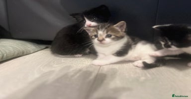 Mixed Breed cats - Advert 5