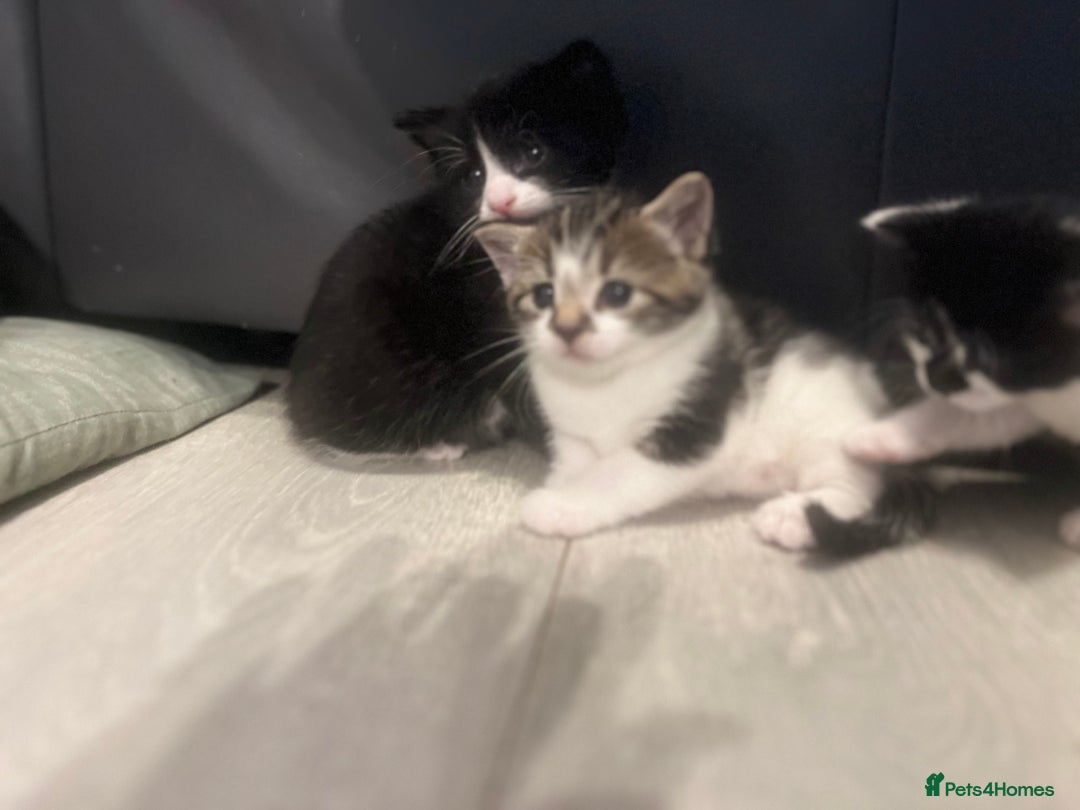 Mixed Breed cats for sale: Perfect Kittens  - Image 2