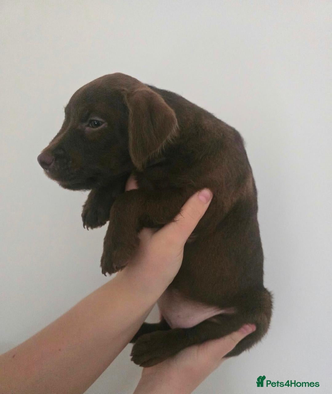 Patterdale Terrier dogs for sale: * 1 * female Choc Patterdale Terrier - Advert 1