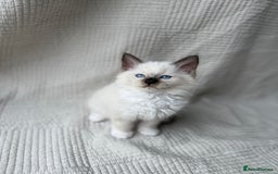 Ragdoll cats for sale: Adorable Pedigree Ragdoll Kittens Available 🐾 - Image 12