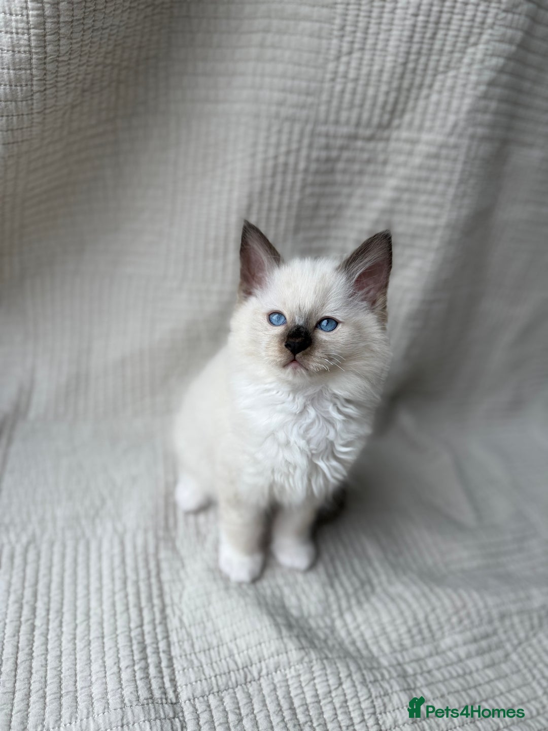 Ragdoll cats for sale: Adorable Pedigree Ragdoll Kittens Available 🐾 - Image 12