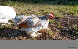 Chickens poultry for sale: Pekin Bantam Cockerels  - Image 6