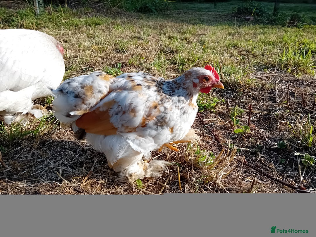 Chickens poultry for sale: Pekin Bantam Cockerels  - Image 6