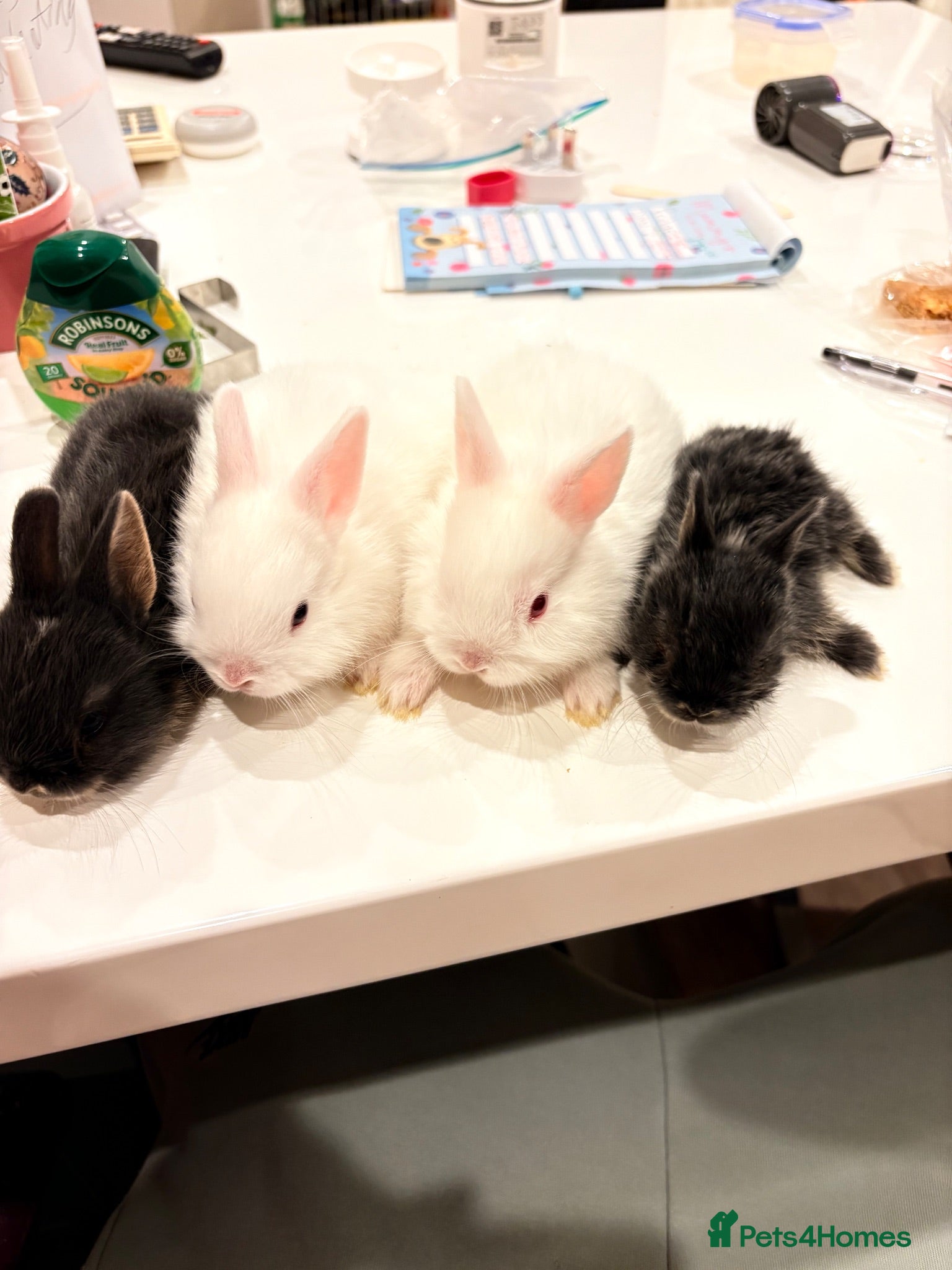 Netherland Dwarf rabbits cute Netherland dwarf bunnies - Advert 1