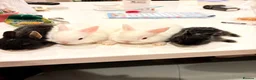Netherland Dwarf rabbits for sale: cute Netherland dwarf bunnies in Abingdon - Advert 1