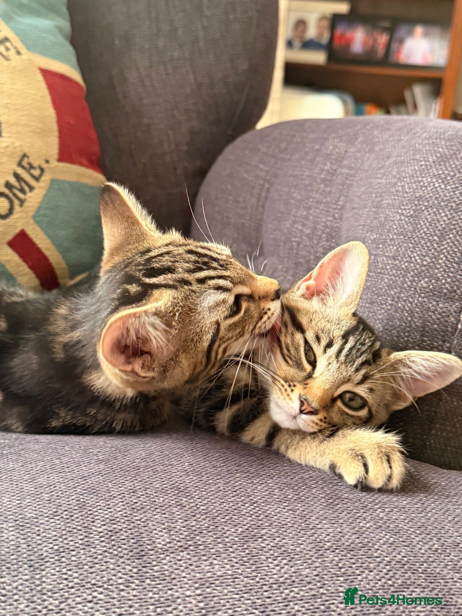 Mixed Breed cats Gorgeous Tabby Kittens - Advert 21