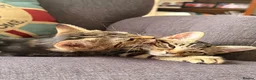 Mixed Breed cats for sale: Gorgeous Tabby Kittens - Advert 1