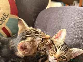 Mixed Breed cats Gorgeous Tabby Kittens - Advert 3