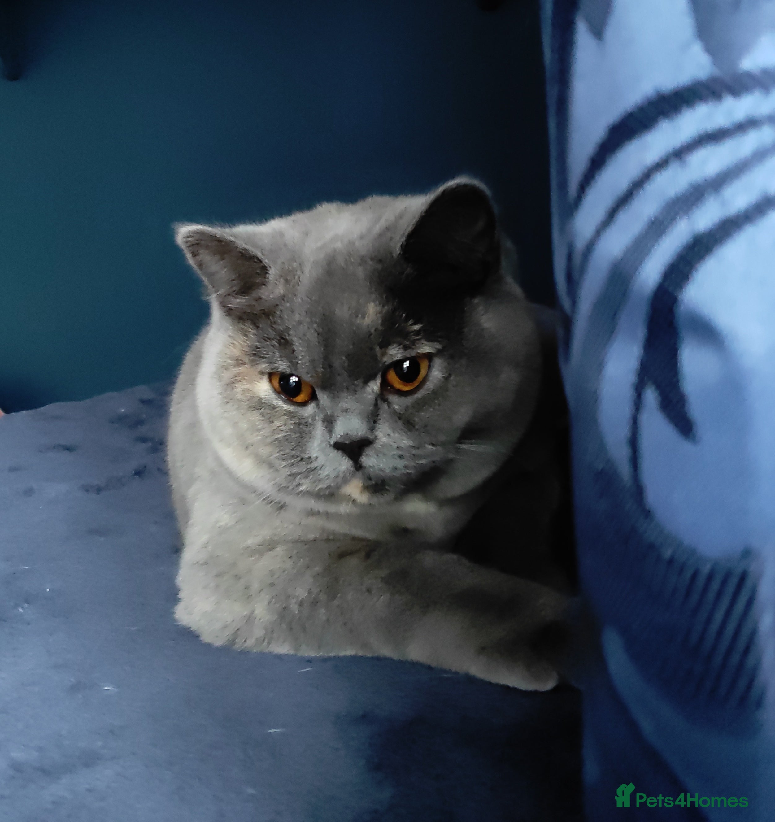 British Shorthair cats Show quality blue tortie girl. GCCF champ.lines - Advert 2