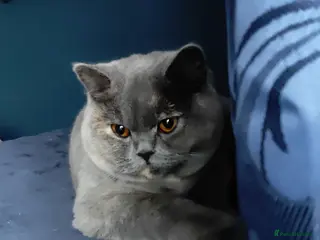 British Shorthair cats Show quality blue tortie girl. GCCF champ.lines - Advert 2