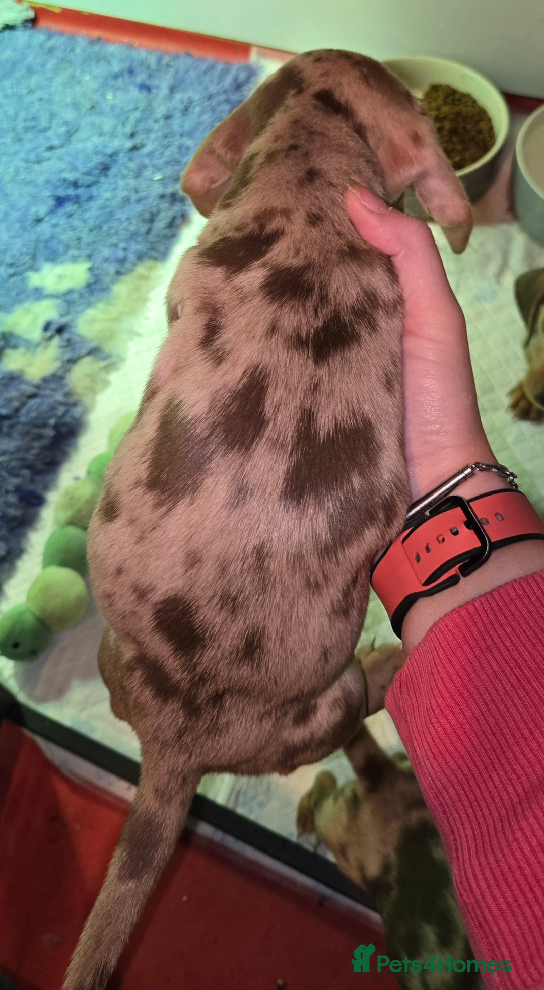 Miniature Dachshund dogs for sale: dapple pups - Image 6