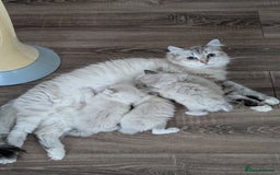 Siberian cats for sale: Kitty Neva Masguerade  - Image 15