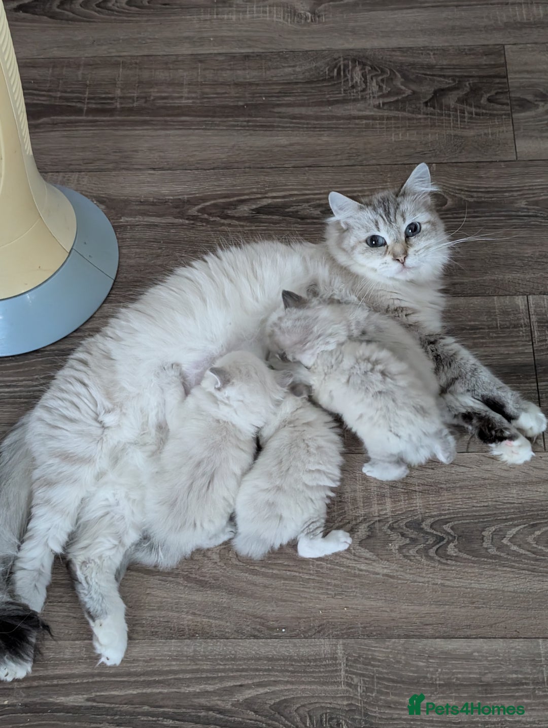 Siberian cats for sale: Kitty Neva Masguerade  - Image 15
