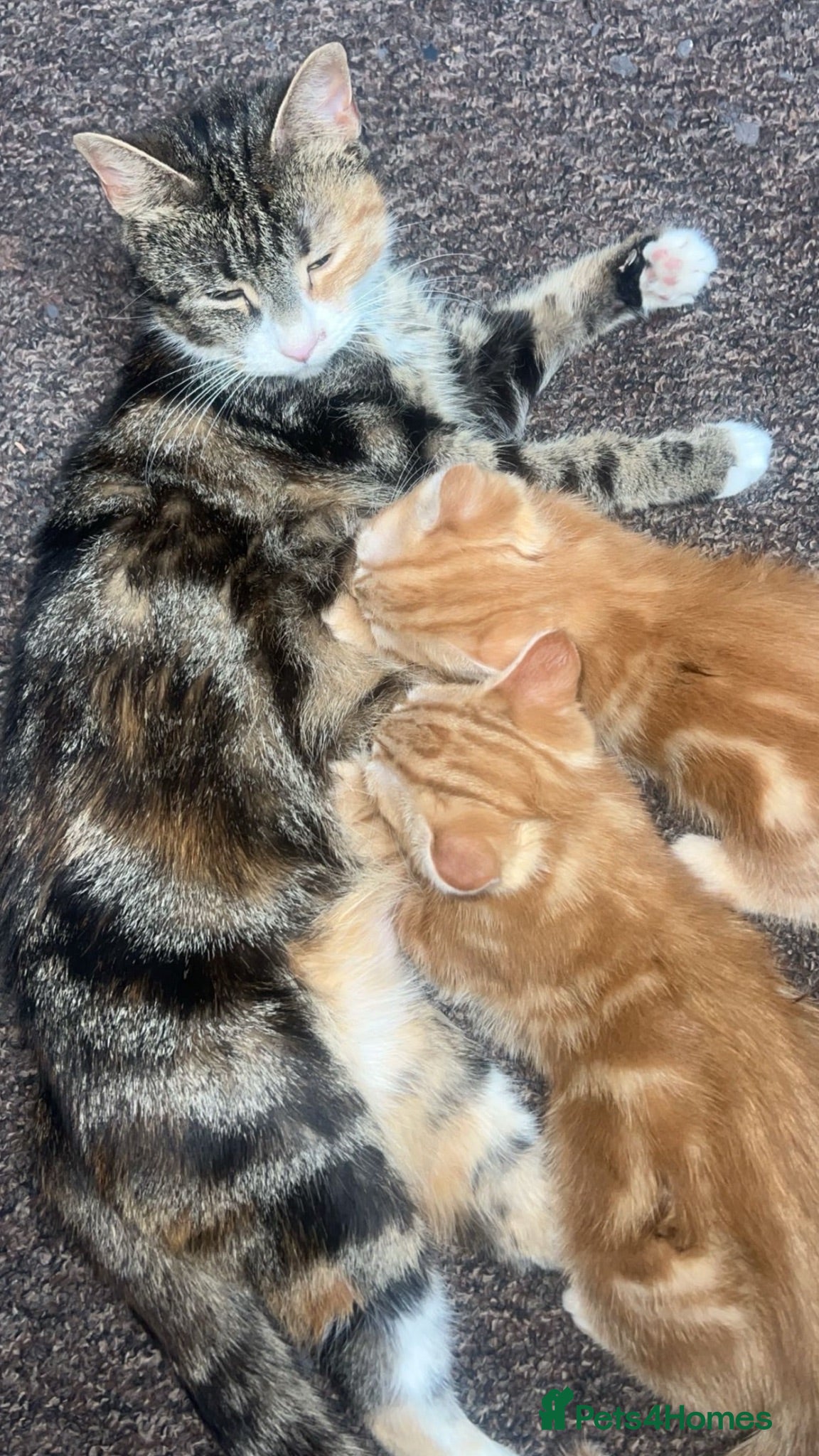 Mixed Breed cats kittens - Advert 2
