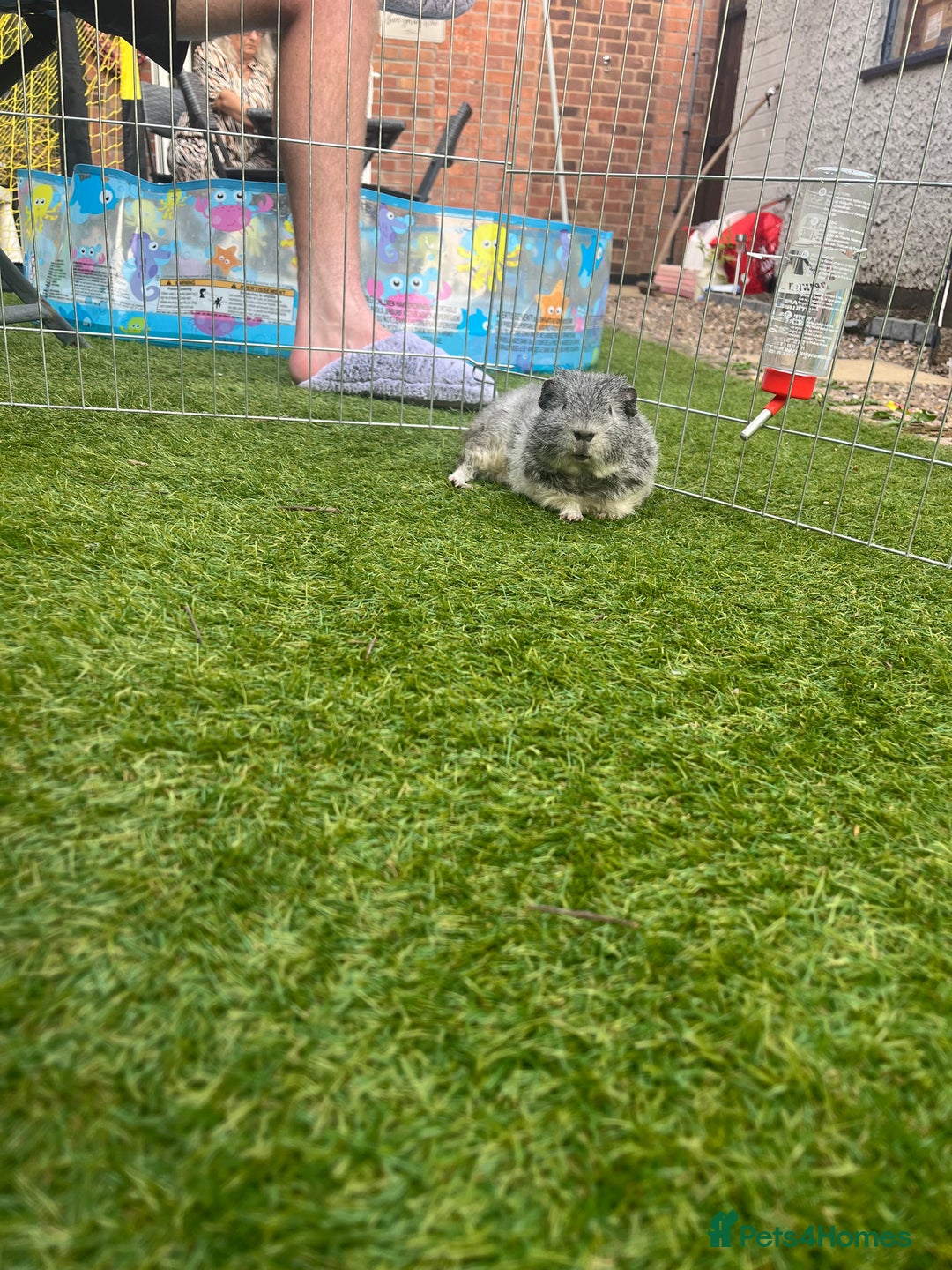 Guinea Pig rodents for sale: 2 Boy guinea pigs - Image 4