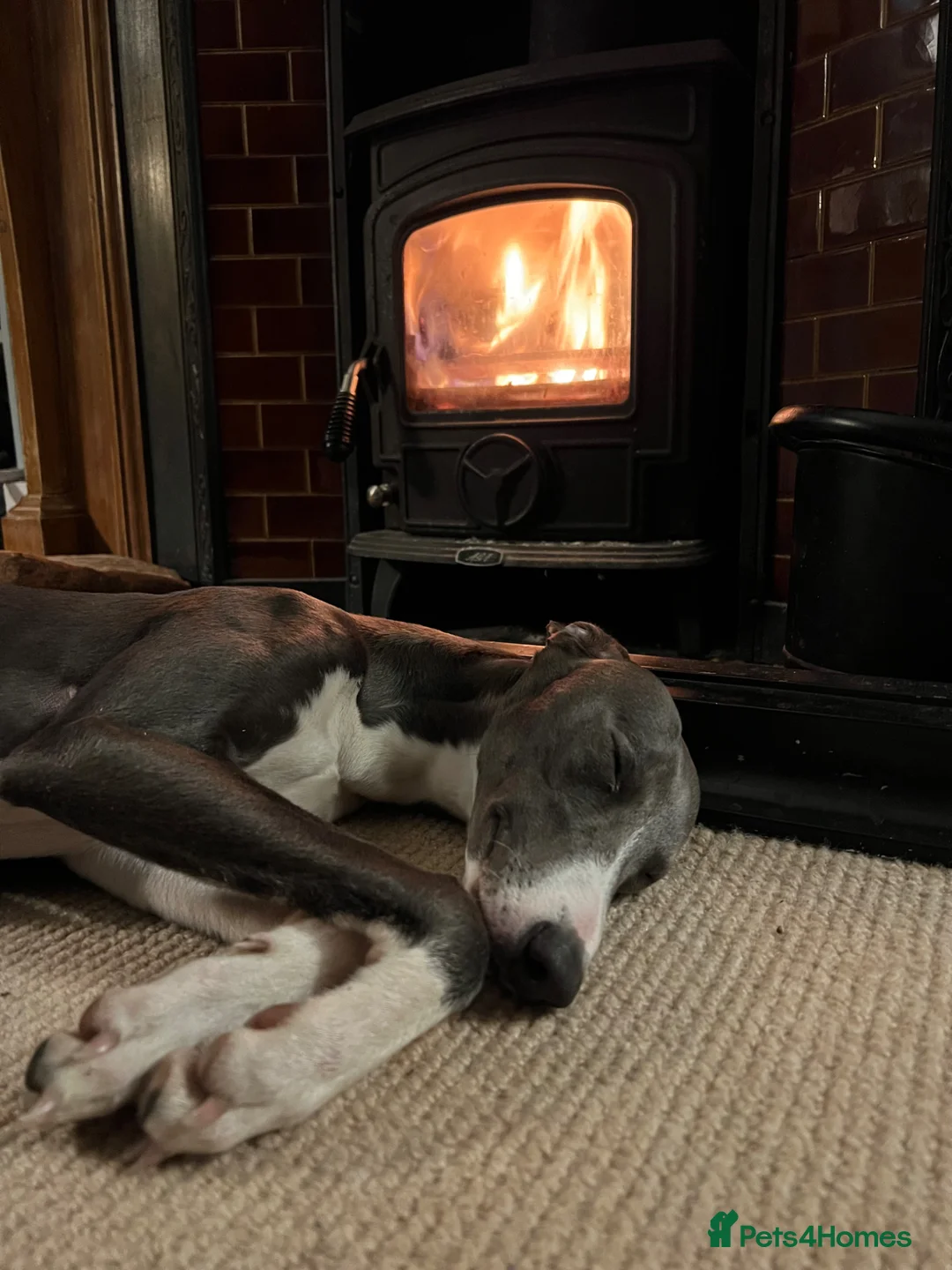 Mixed Breed dogs for sale: Handsome Paddy  in Haslemere - Advert 4