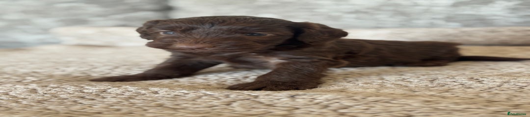 Cockapoo Puppy 2