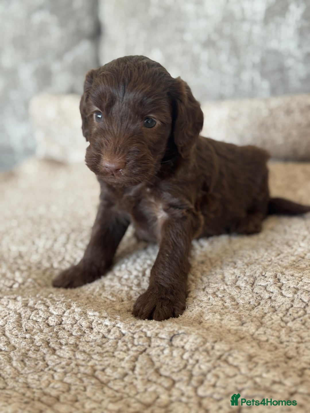 Cockapoo dogs for sale: BEAUTIFUL MERLE COCKER POO PUPPIES, HEALTH TESTED - Image 16