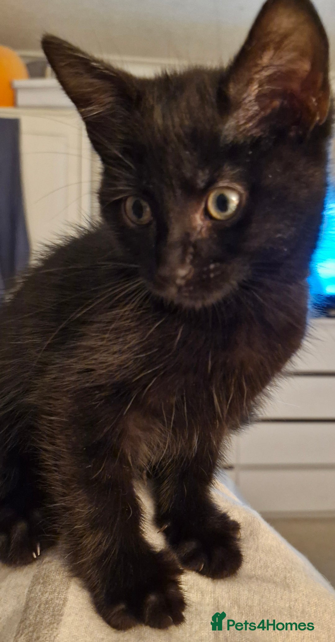 Mixed Breed cats for sale: 2 x male kittens - Image 6
