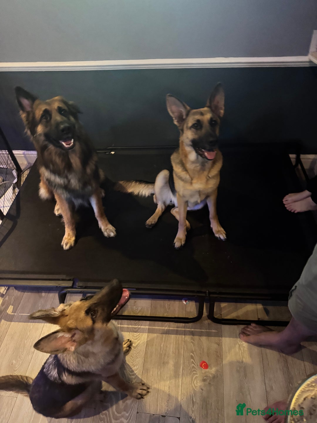 German Shepherd dogs for sale:  Beautiful German Shepherd  - Image 8