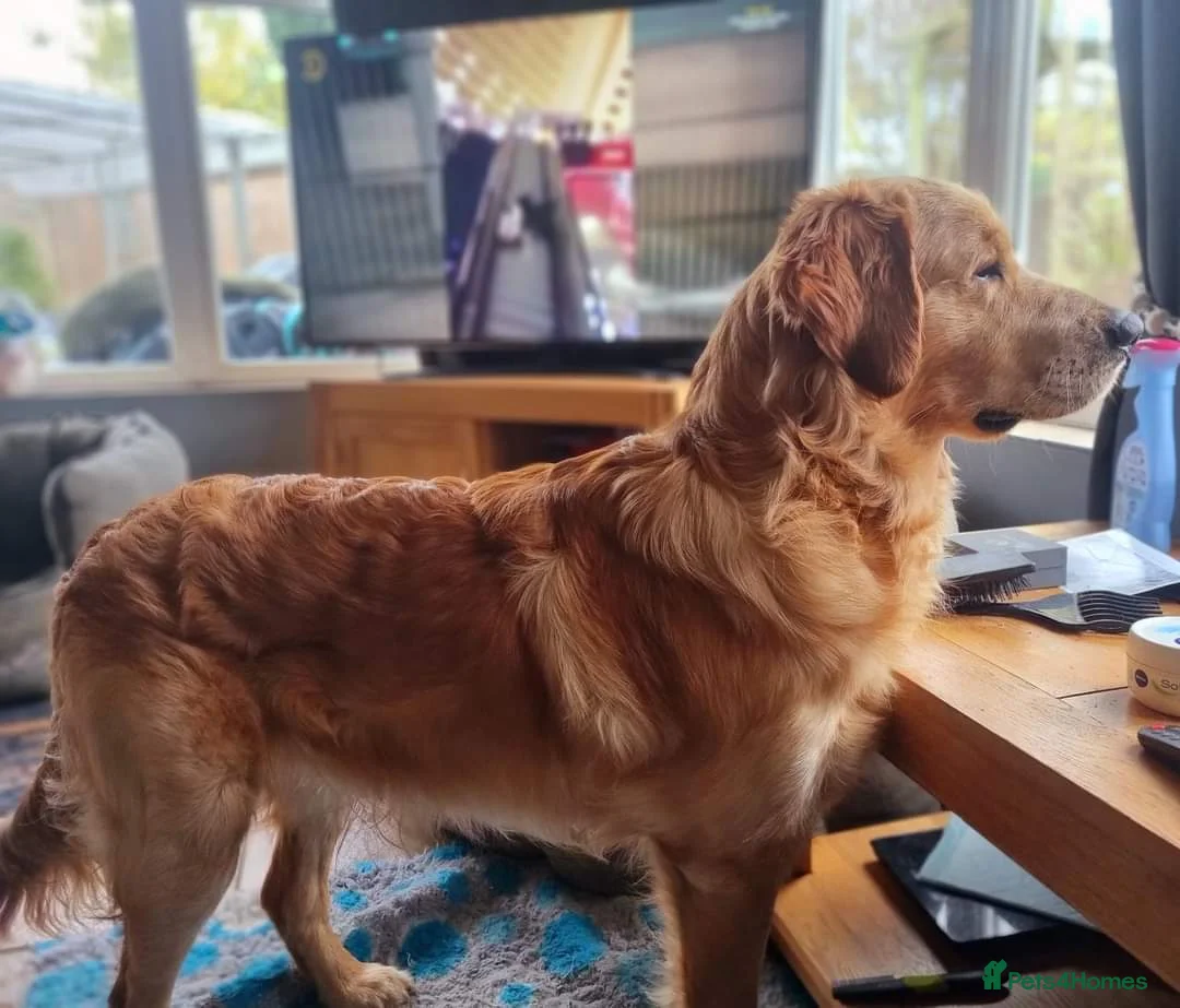 Golden Retriever dogs for stud: Beautiful Golden Retriever available for Stud in Wrexham - Advert 5
