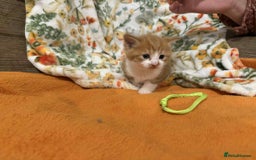 Mixed Breed cats for sale: Long haired fluff balls - Image 8