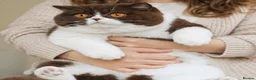 British Shorthair cats for sale: Rehome  - Advert 3