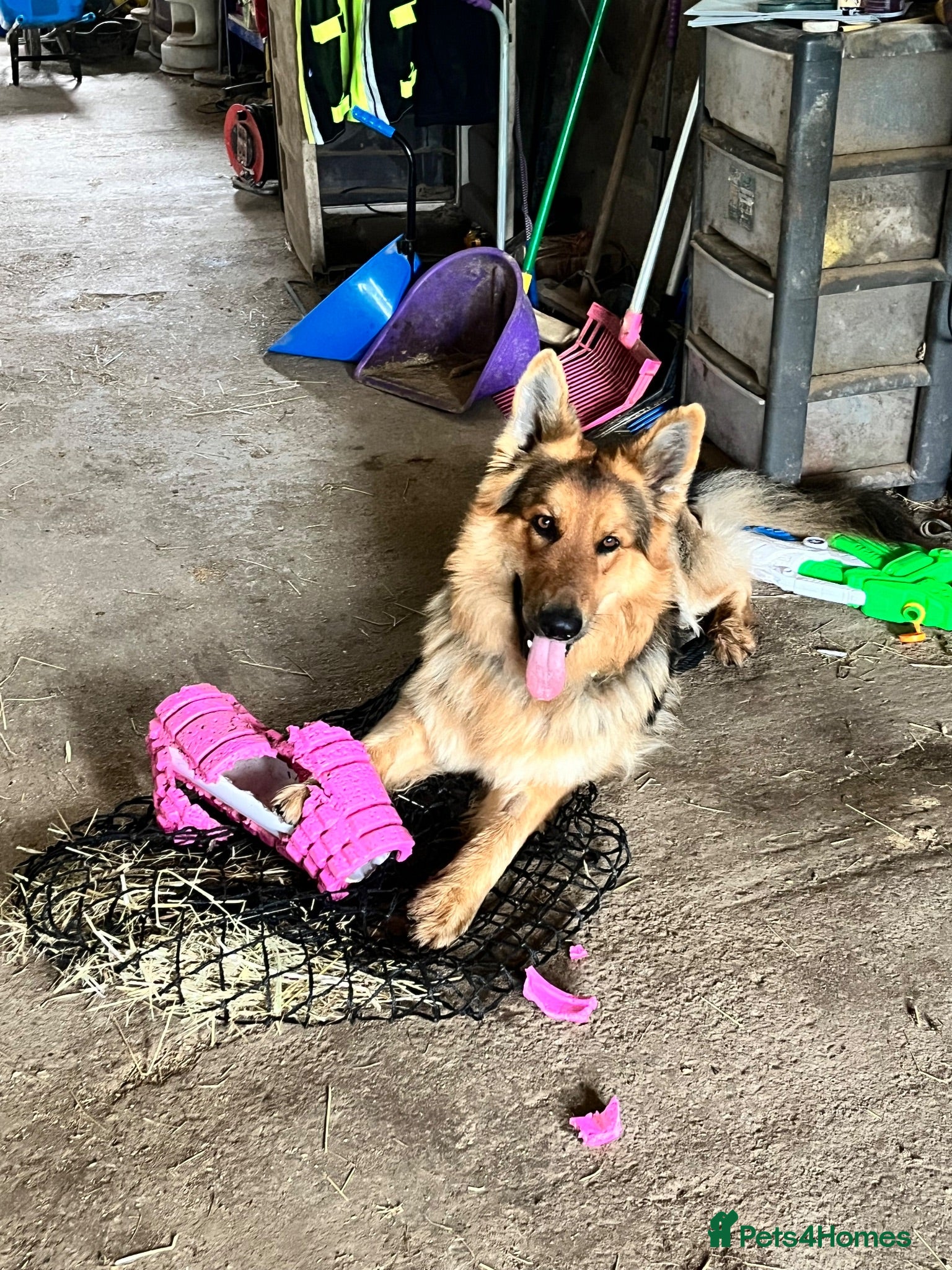 German Shepherd dogs FOR STUD ONLY. Stunning GSD.  - Advert 1