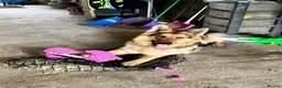 German Shepherd dogs for stud: FOR STUD ONLY. Stunning GSD.  in Marlborough - Advert 1