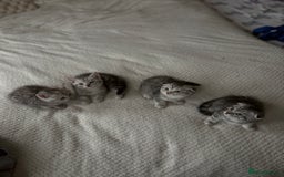 Scottish Fold cats for sale: 4 little Scottish kittens.🤍 - Image 7
