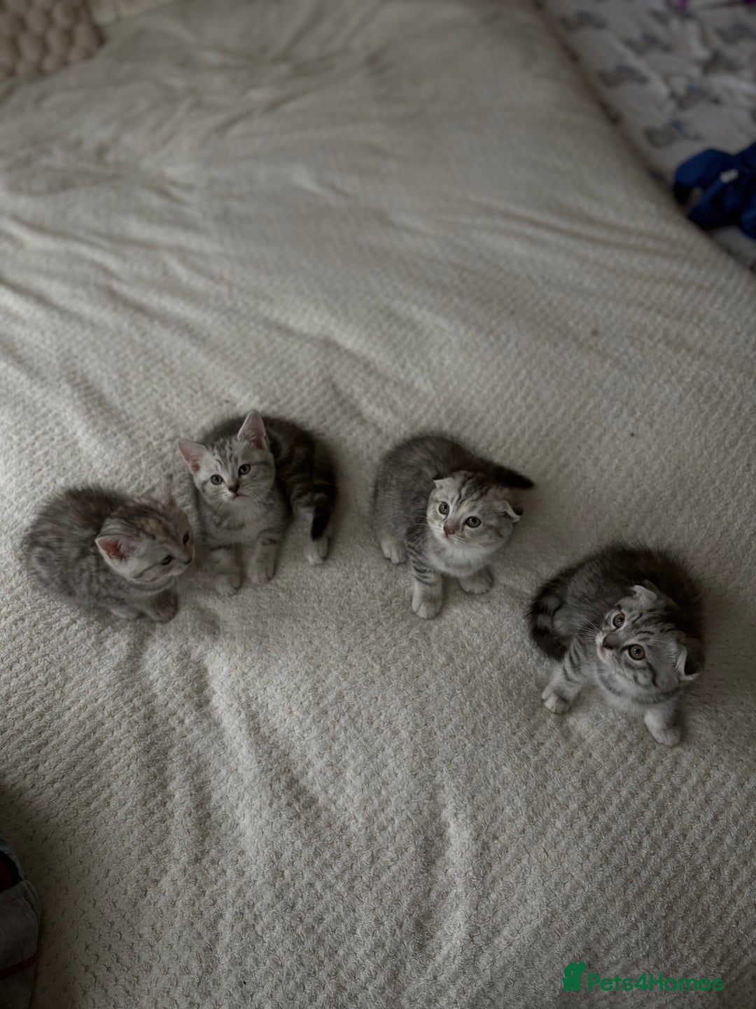 Scottish Fold cats for sale: 4 little Scottish kittens.🤍 - Image 7
