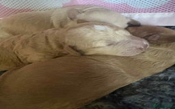 Cockapoo dogs for sale: Cockapoo pups for sale  - Image 4